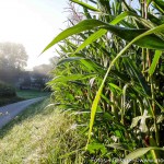 Kukuruz Schluchten (2 von 7)