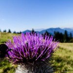 GG Bergwanderung Faistenau (19 von 21)