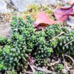 Herbst Minis (1 von 12)