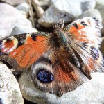 Herbst Minis (10 von 12)