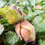 Herbst Minis (11 von 12)