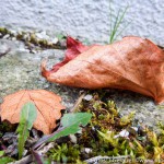Herbst Minis (2 von 12)