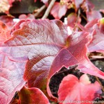 Herbst Minis (3 von 12)