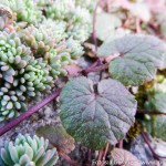 Herbst Minis (4 von 12)