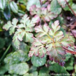 Herbst Minis (5 von 12)