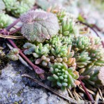 Herbst Minis (6 von 12)