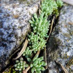 Herbst Minis (7 von 12)