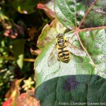 Herbst Minis (8 von 12)