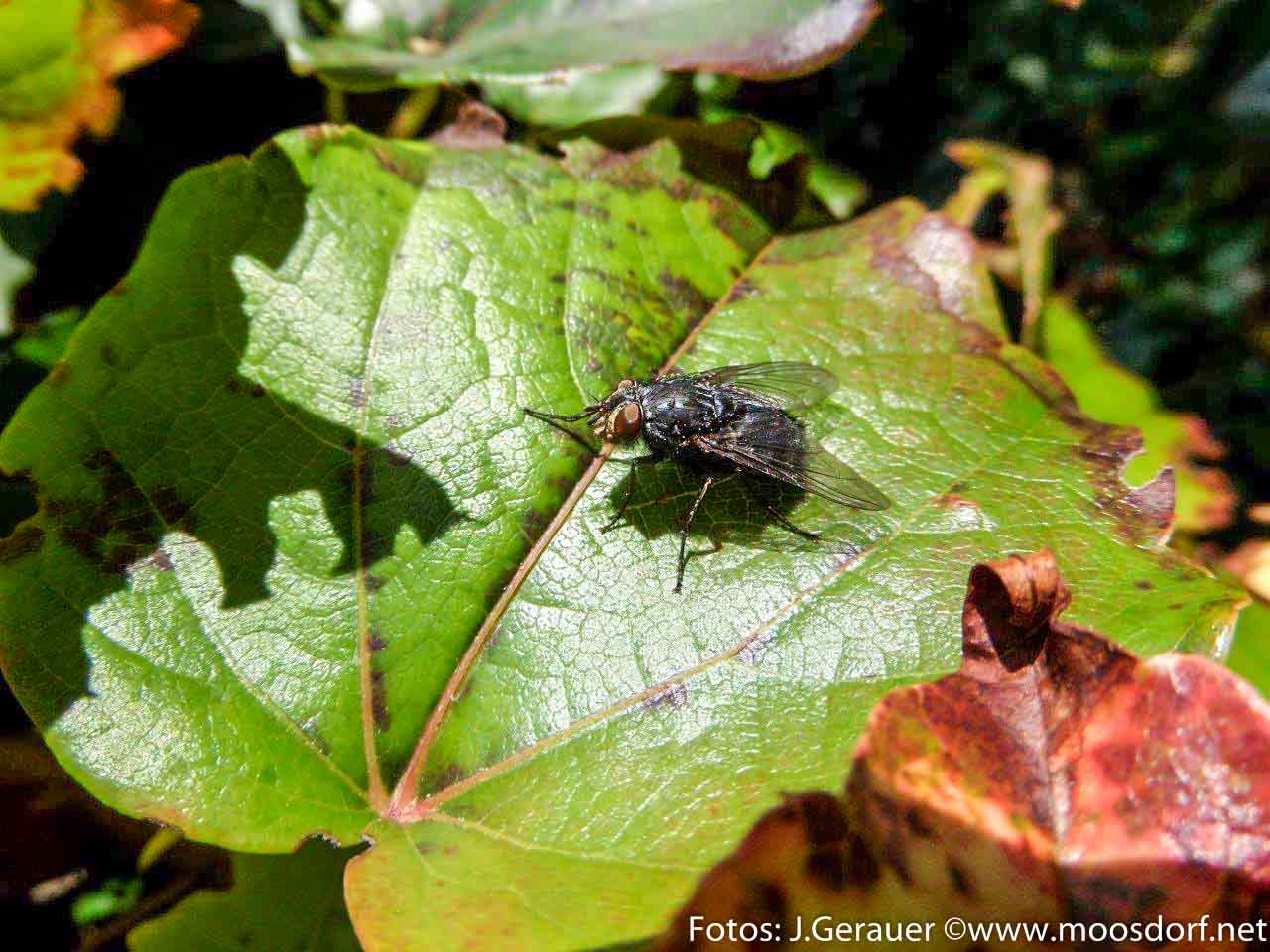 Herbst Minis (9 von 12)