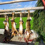 Jagd Moosdorf (4 von 6)