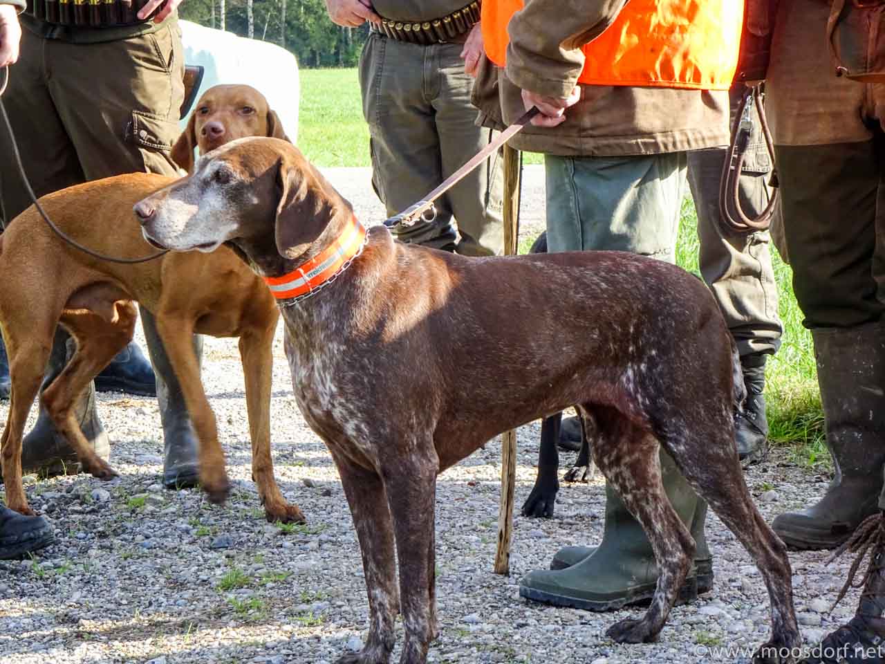 Jagd Moosdorf (5 von 6)