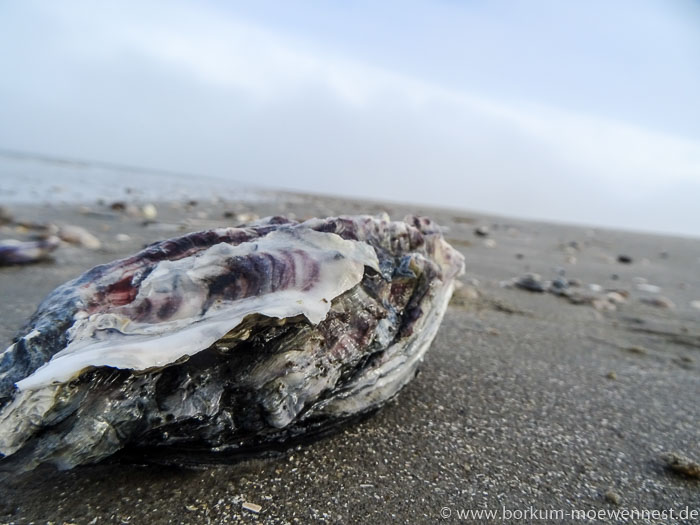 Abschied von Borkum (1 von 1)