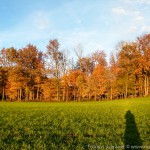 Herbstfarben (2 von 7)