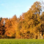 Herbstfarben (3 von 7)