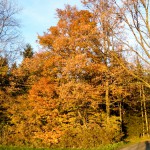 Herbstfarben (4 von 7)