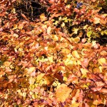 Herbstfarben (5 von 7)