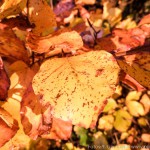 Herbstfarben (6 von 7)