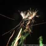 Feuerwerk 2014 (3 von 9)