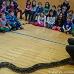 Reptiliien Volksschule (5 von 7)