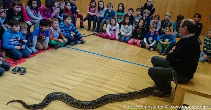 Reptiliien Volksschule (5 von 7)