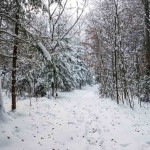 Winterwanderung (5 von 31)