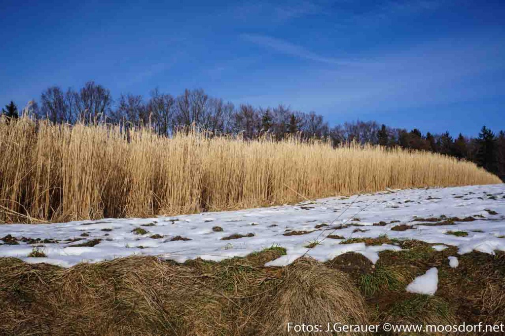 Blond Winterfelder (1 von 10)