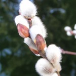 Frühling (5 von 10)