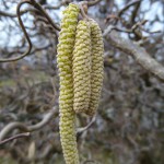 Frühling (7 von 10)