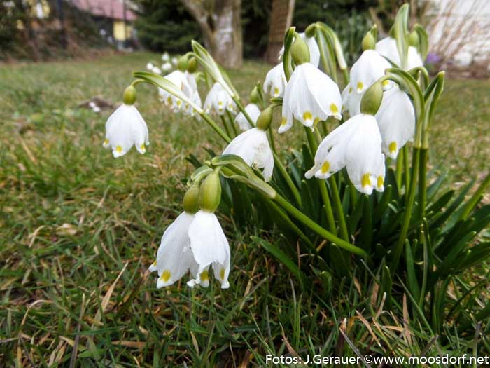 Frühling (8 von 10)