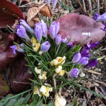 Frühling (9 von 10)