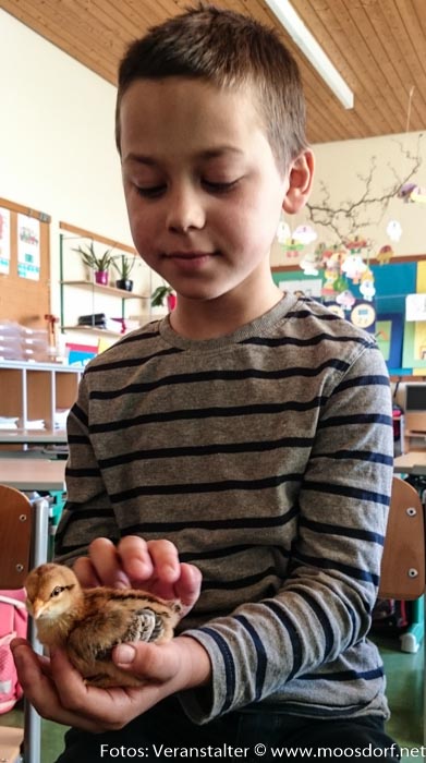 Volksschule März April (3 von 16) Huhn (1)
