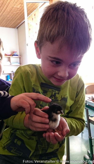 Volksschule März April (3 von 16) Huhn (2)