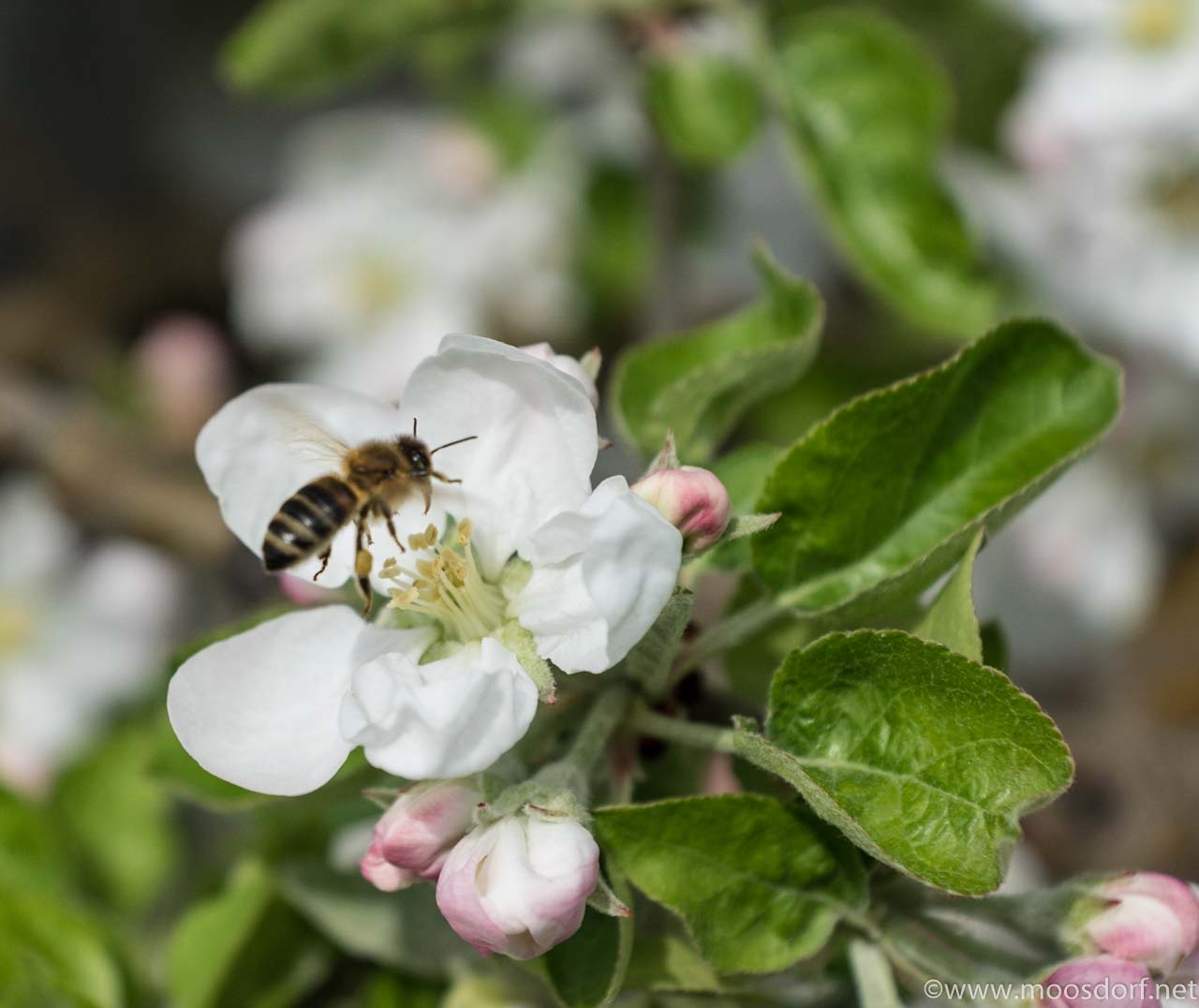 Bienenfleissig (1 von 6)
