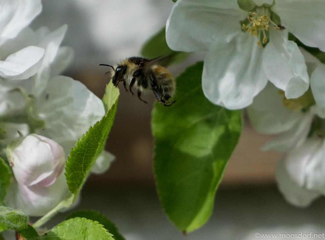 Bienenfleissig (4 von 6)