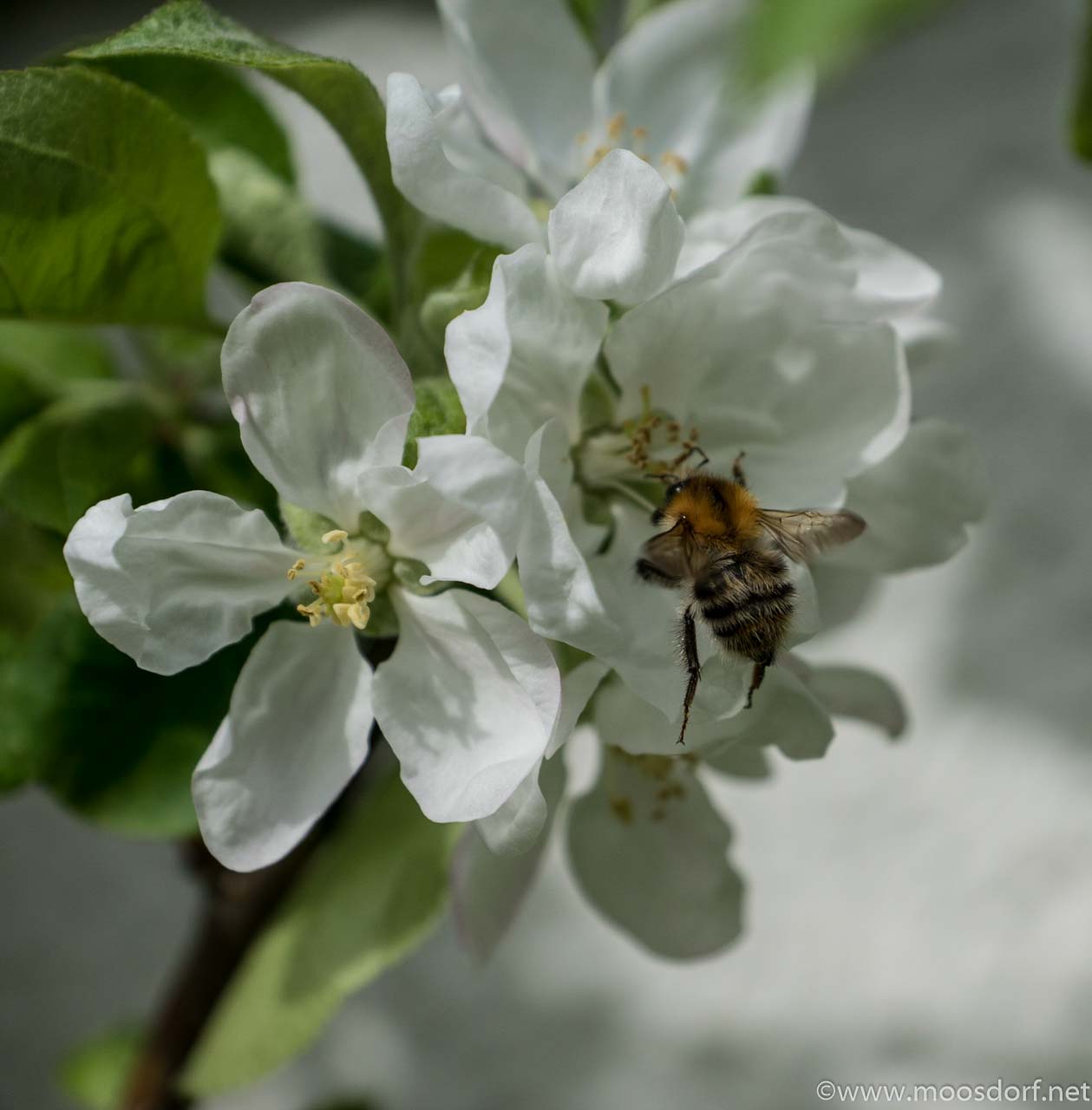 Bienenfleissig (5 von 6)