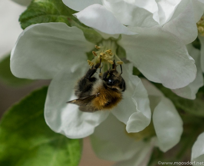Bienenfleissig (6 von 6)