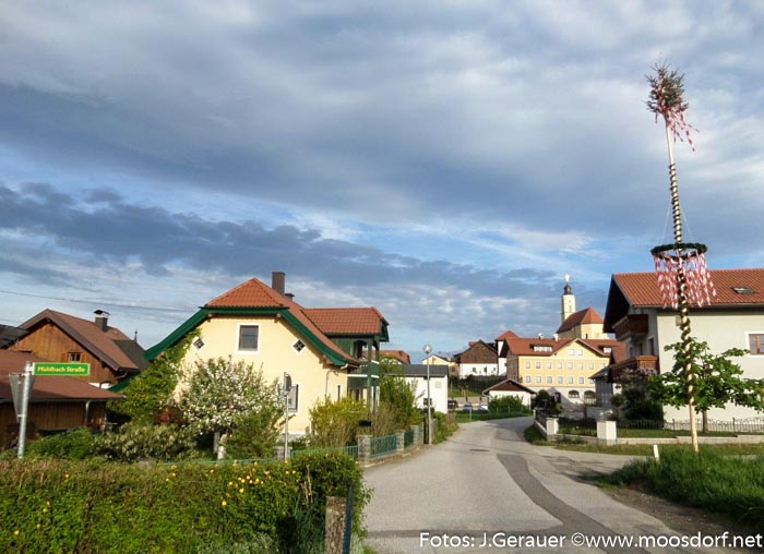 Maibaum Mühlbach (1 von 6)