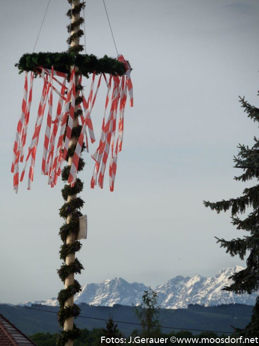 Maibaum Mühlbach (6 von 6)
