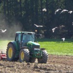 Umschwärmt (1 von 6)