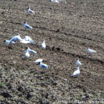 Umschwärmt (2 von 6)