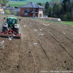 Umschwärmt (3 von 6)