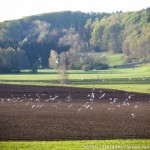 Umschwärmt (5 von 6)