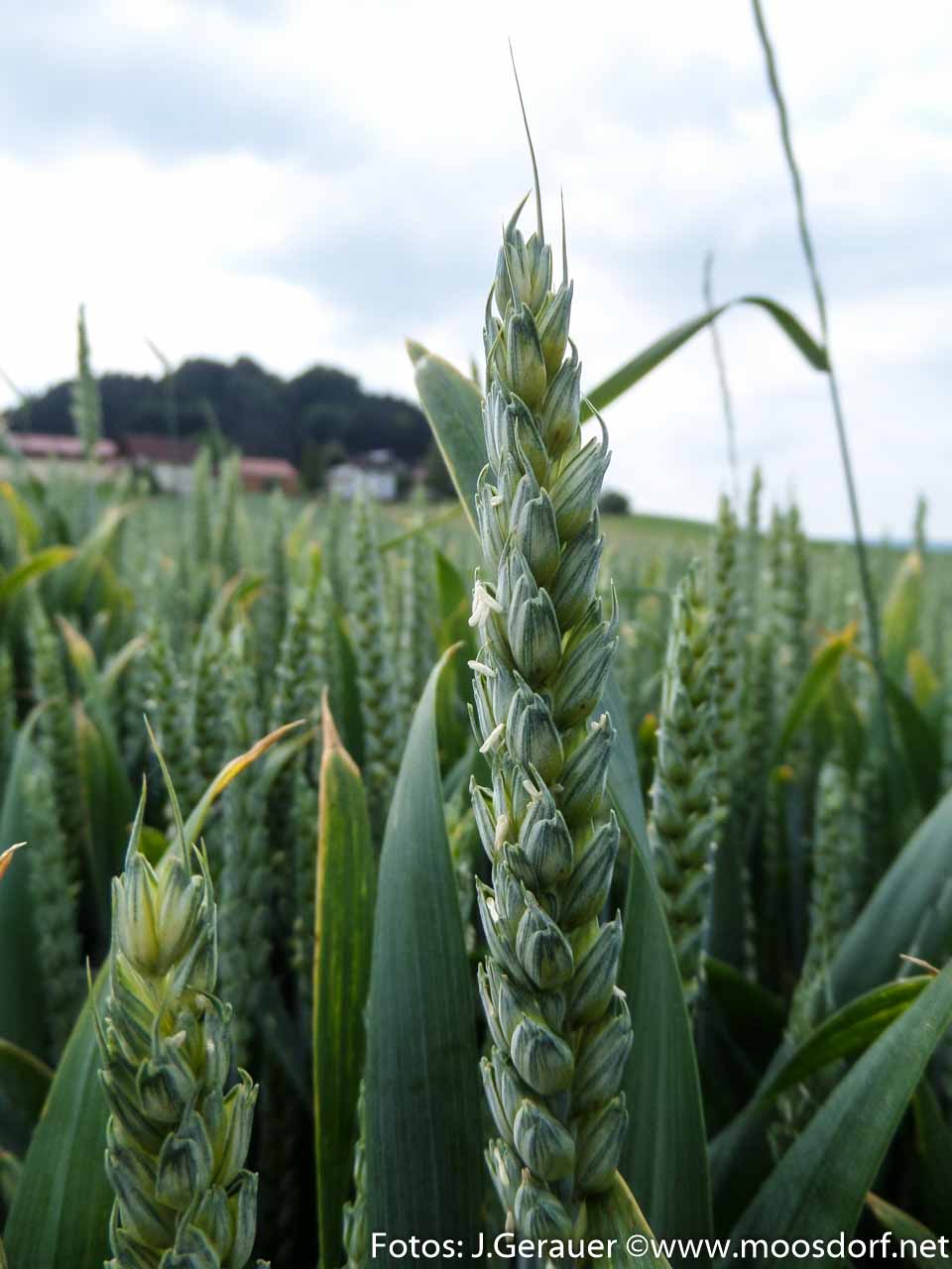 Feld und Roa (1 von 10)