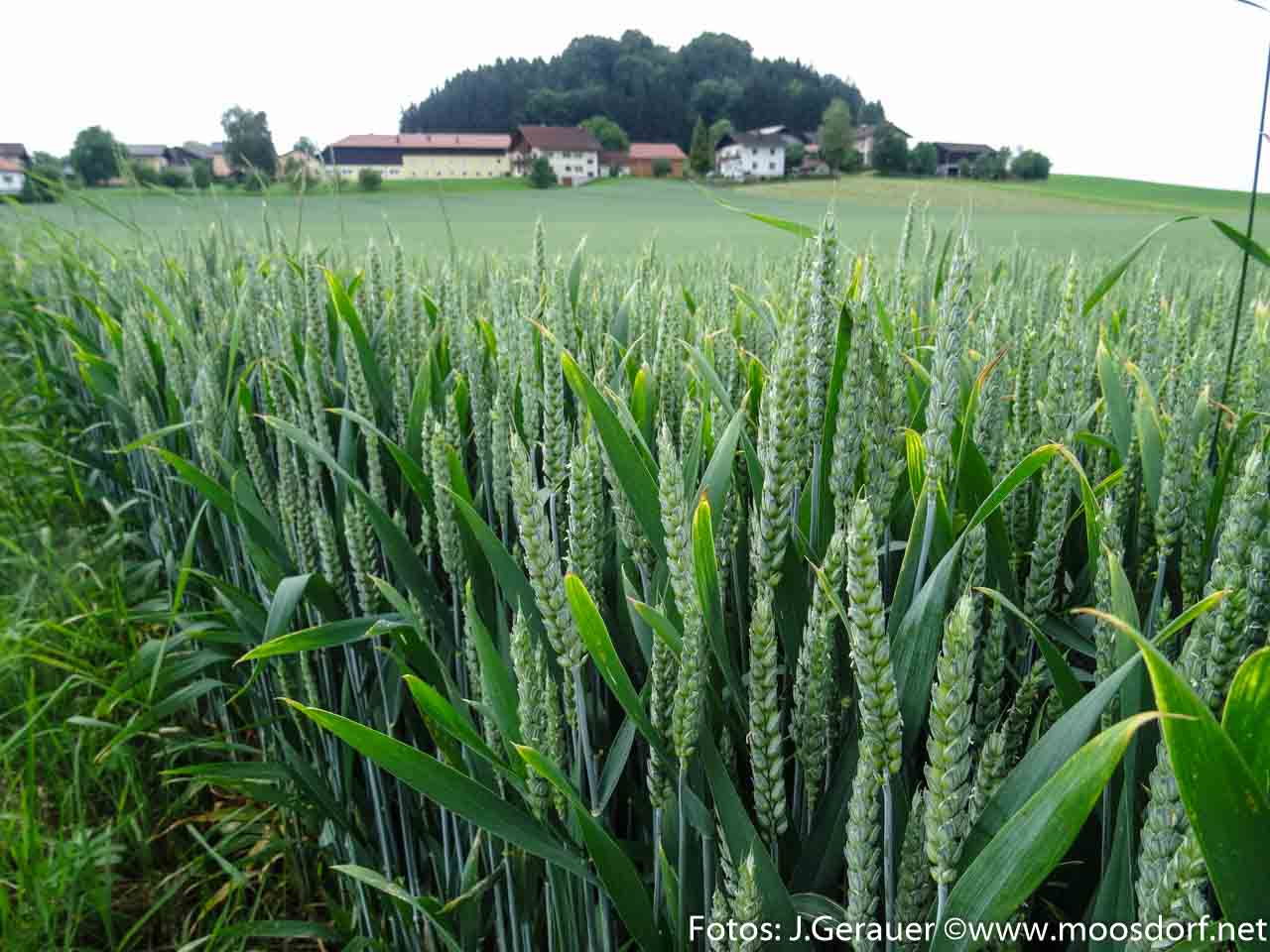 Feld und Roa (10 von 10)