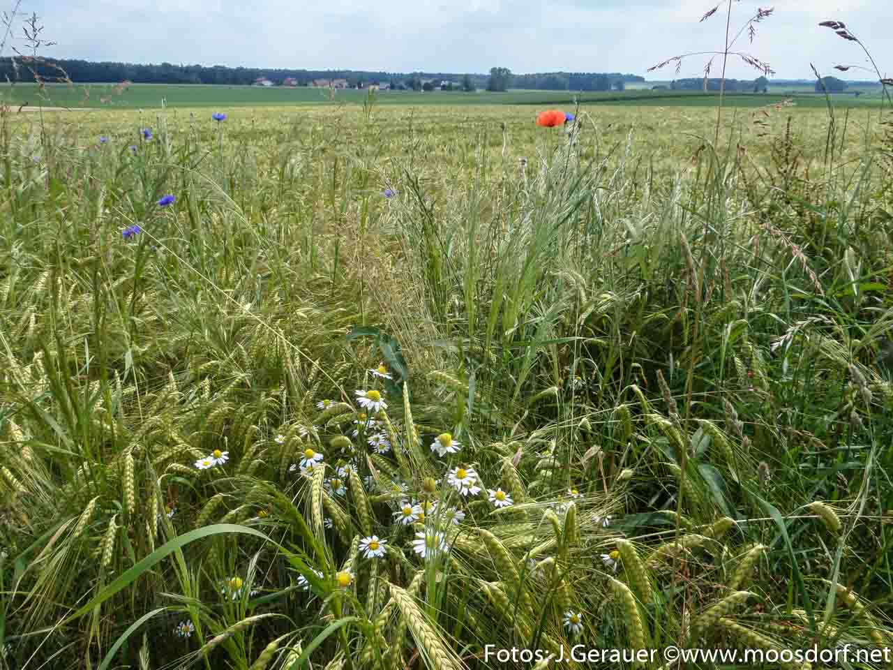 Feld und Roa (2 von 10)