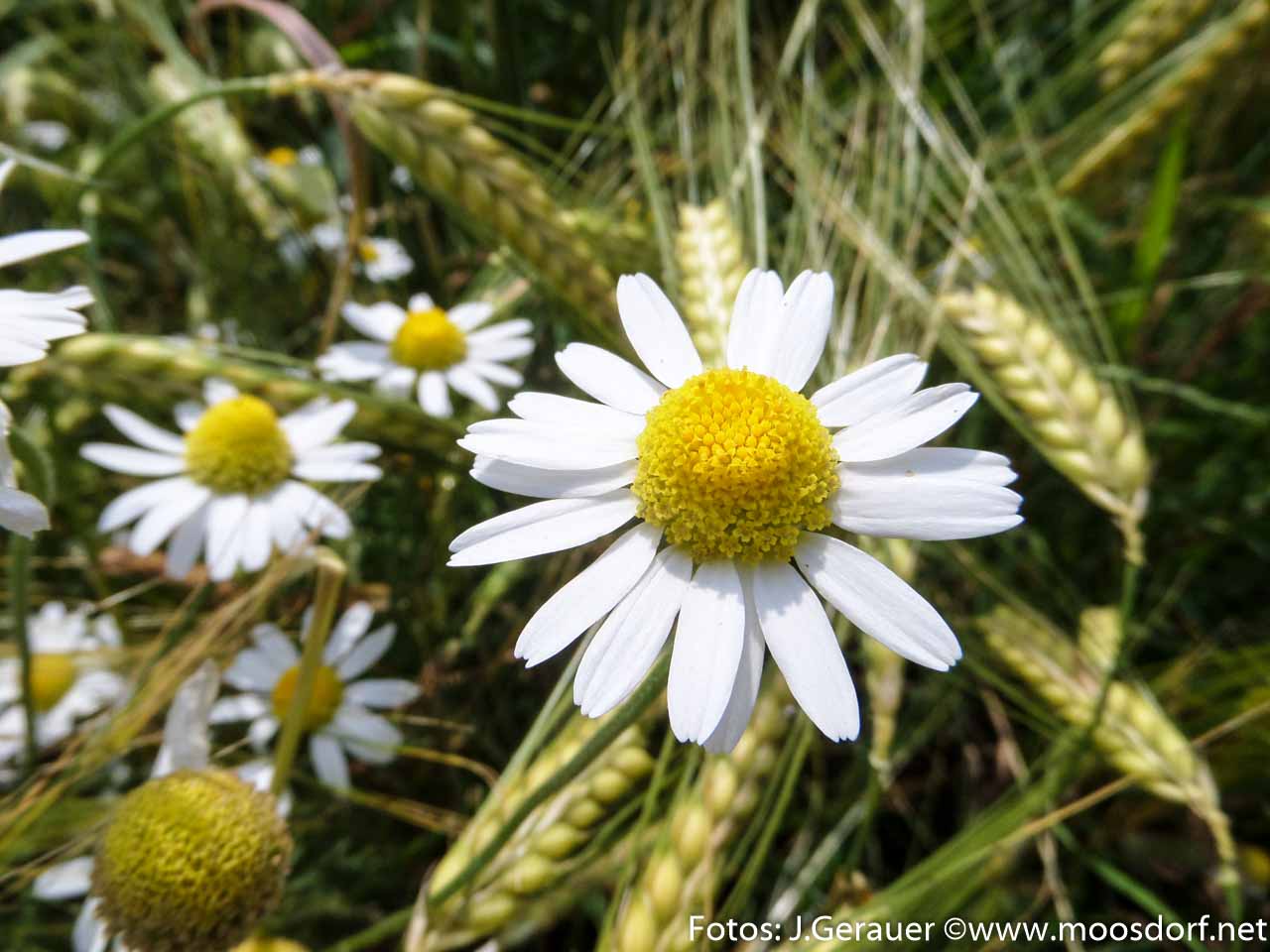 Feld und Roa (3 von 10)