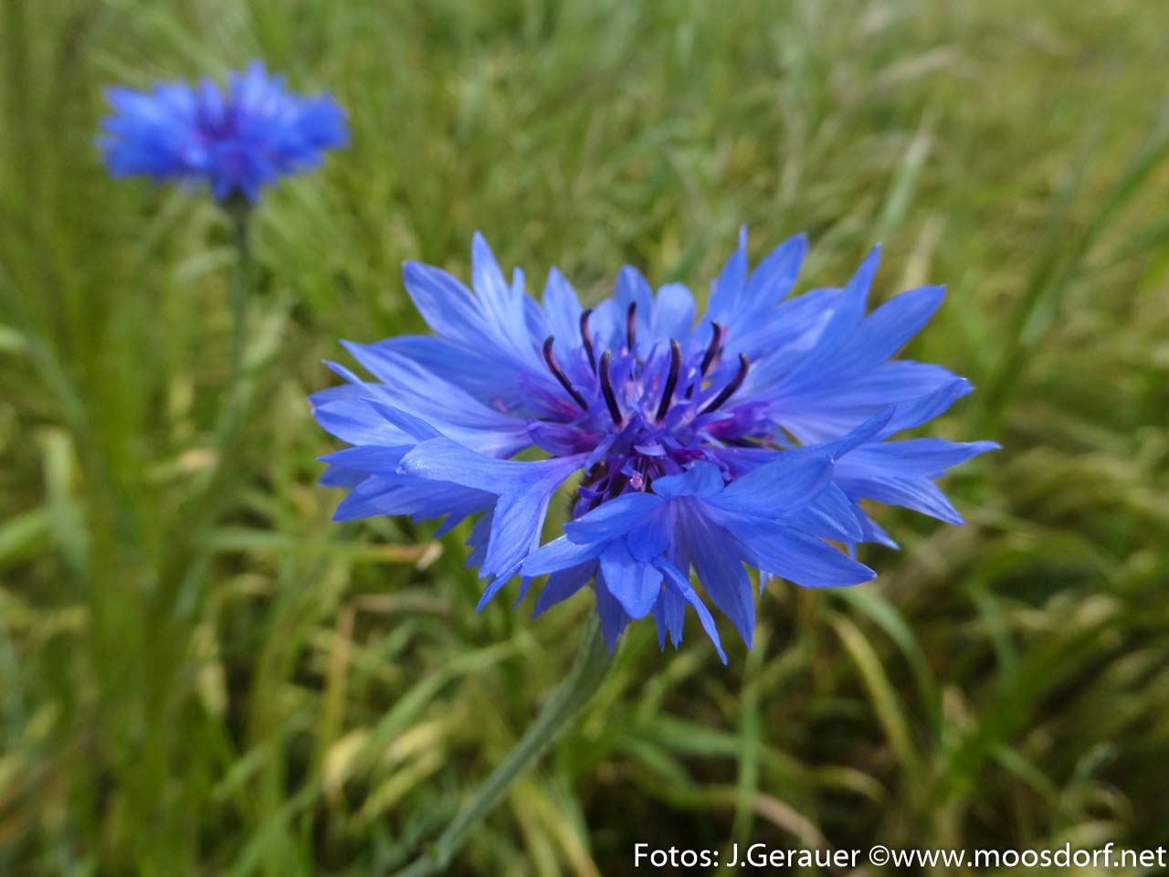 Feld und Roa (4 von 10)