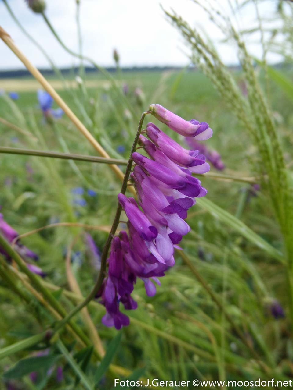 Feld und Roa (5 von 10)