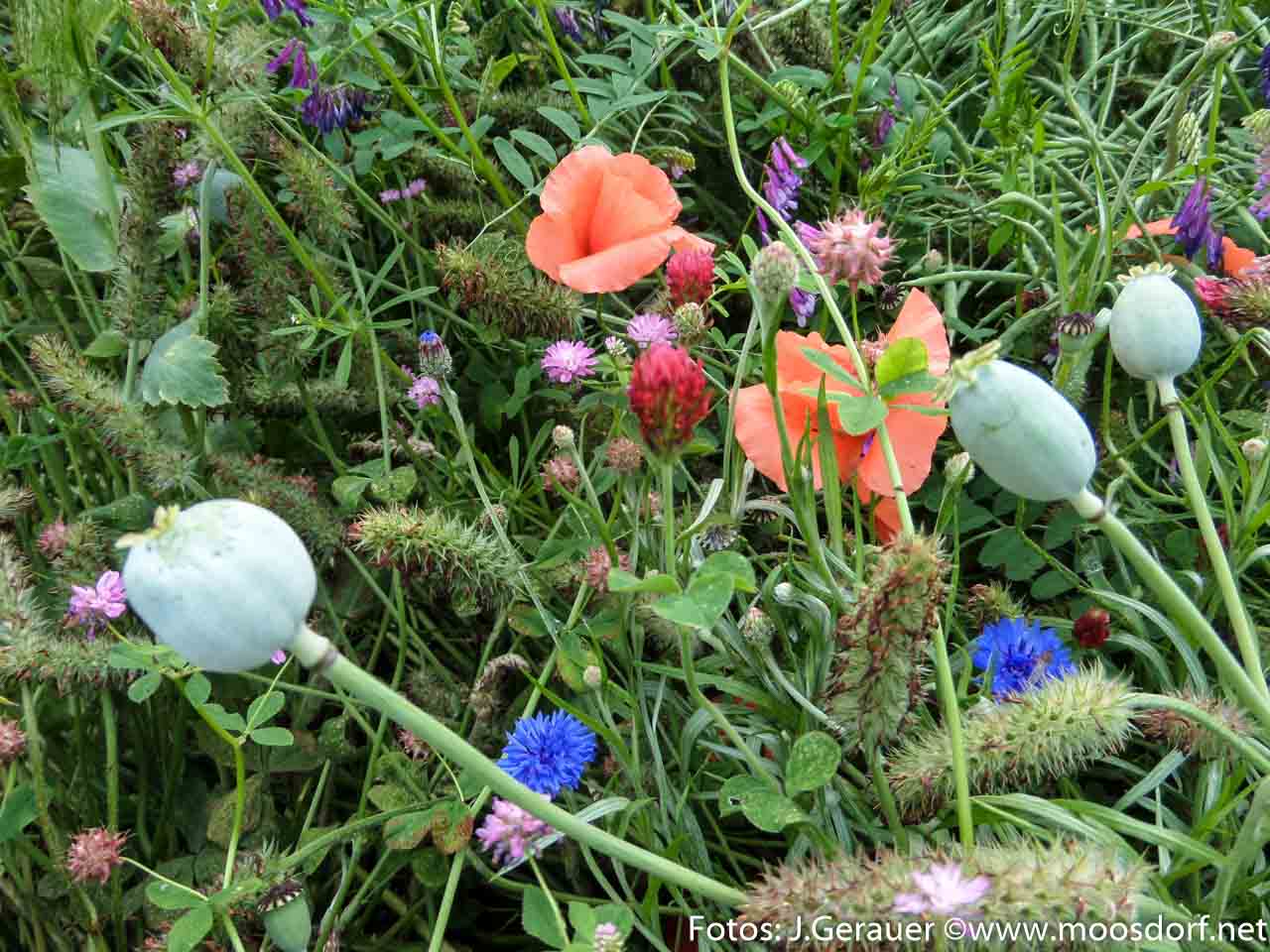 Feld und Roa (6 von 10)