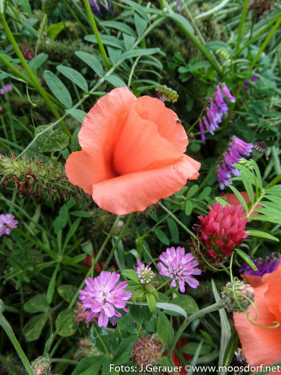 Feld und Roa (7 von 10)